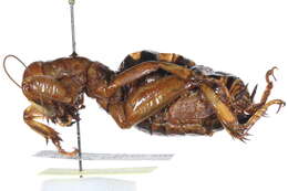 Image of jerusalem crickets