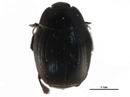 Image of Dendrophilus