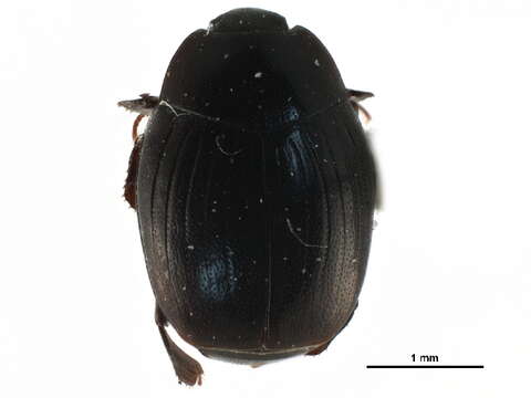 Image of Dendrophilus