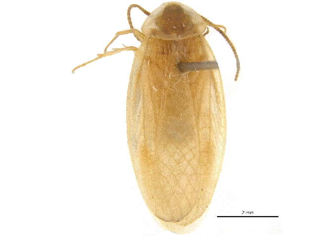 Image of Corydioidea