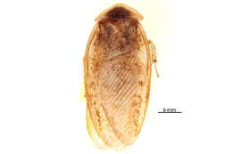 Image of Corydioidea