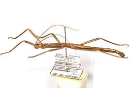 Image of Verophasmatodea