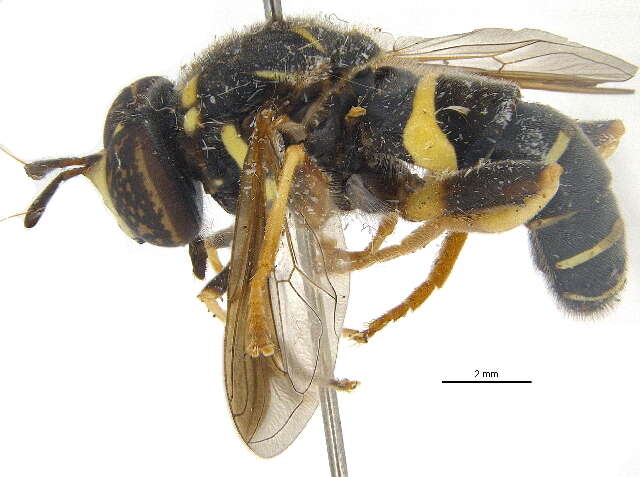 Image of Spilomyia