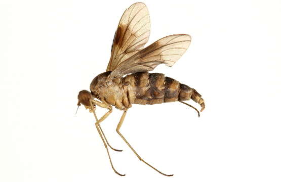 Image de Chrysopilinae