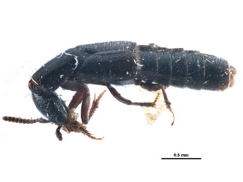 Gyrohypnus resmi