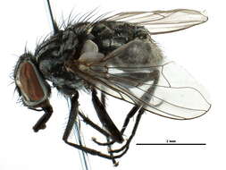 Image of Mydaeinae