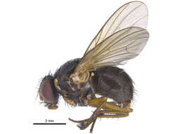 Image of Mydaeinae