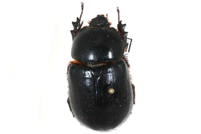 Image of Ox Beetles