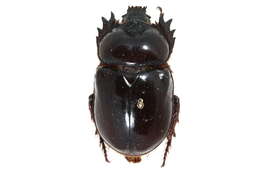 Image of Ox Beetles