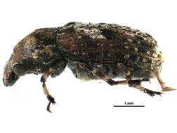 Image of Fungus weevil