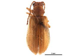 Image of Syneta simplex J. L. Le Conte 1857