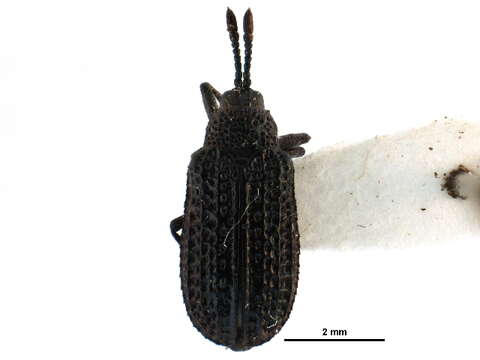 Image of Microrhopala excavata (Olivier 1808)