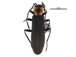 Image of Oedemerinae