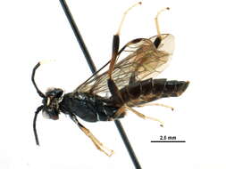 Image of Allantinae