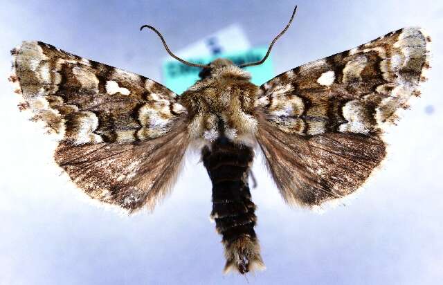 Image of vipers bugloss