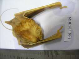 Image of mouse-tailed bats