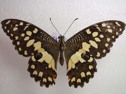 Plancia ëd Papilio demoleus Linnaeus 1758