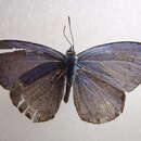 Image of <i>Celastrina huegelii</i>