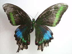 Image of Papilio polyctor