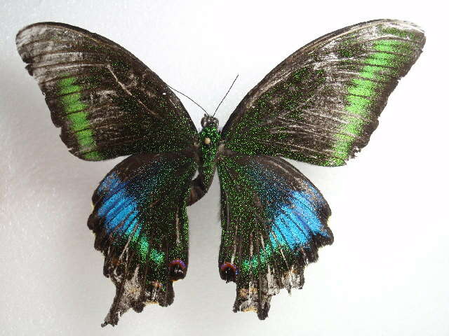 Image of Papilio polyctor