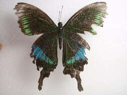 Image of Papilio polyctor