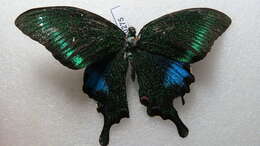 Image of Papilio polyctor