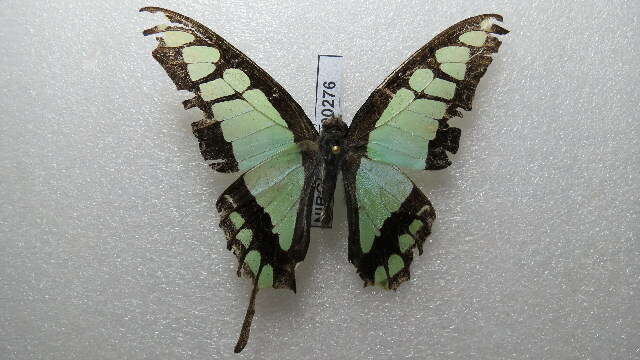 Image of Glassy Bluebottle Butterfly