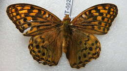 Image of Argynnis kamala