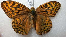 Image of Argynnis kamala