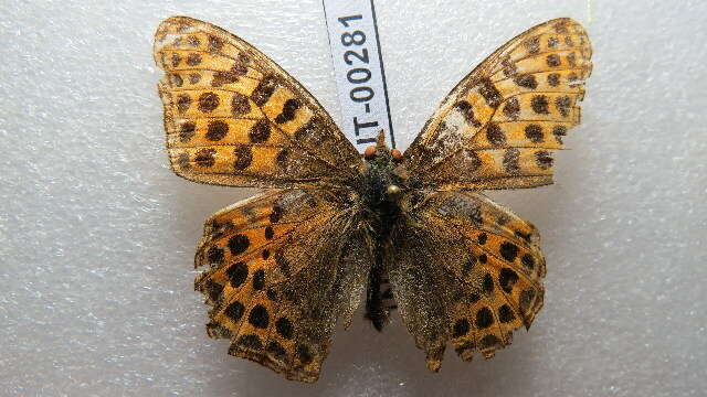 Image of Argynnis lathonia