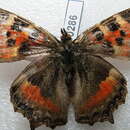 Imagem de Aglais caschmirensis