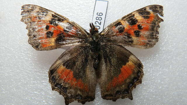 Imagem de Aglais caschmirensis