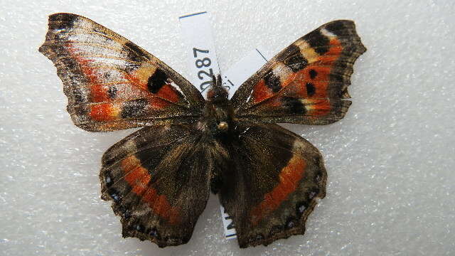 Imagem de Aglais caschmirensis