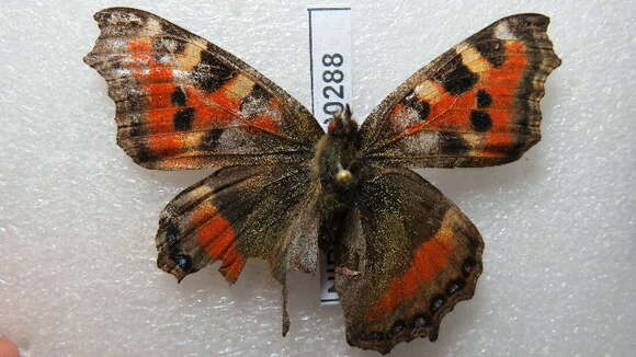 Imagem de Aglais caschmirensis