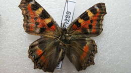 Imagem de Aglais caschmirensis