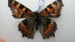 Imagem de Aglais caschmirensis