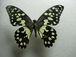 Plancia ëd Papilio demoleus Linnaeus 1758