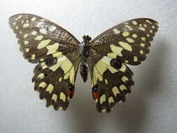 Plancia ëd Papilio demoleus Linnaeus 1758