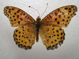 Image of Argynnis hyperbius