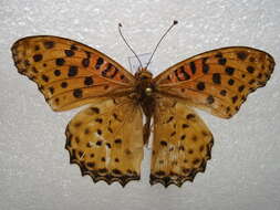 Image of Argynnis hyperbius