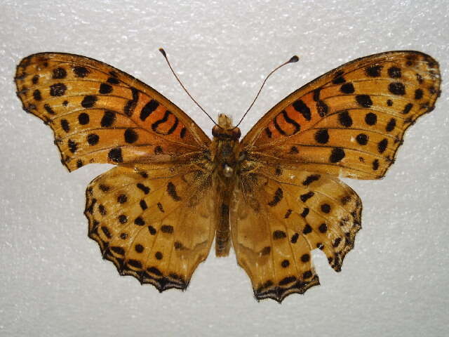 Image of Argynnis hyperbius