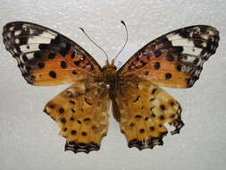 Image of Argynnis hyperbius