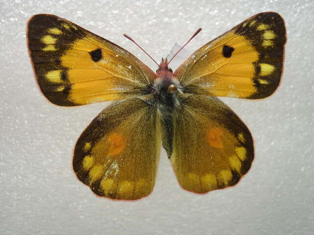 Image of Colias fieldii Ménétriès 1855