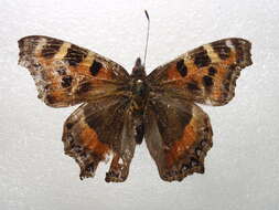 Imagem de Aglais caschmirensis