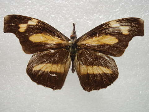 Image of Libythea