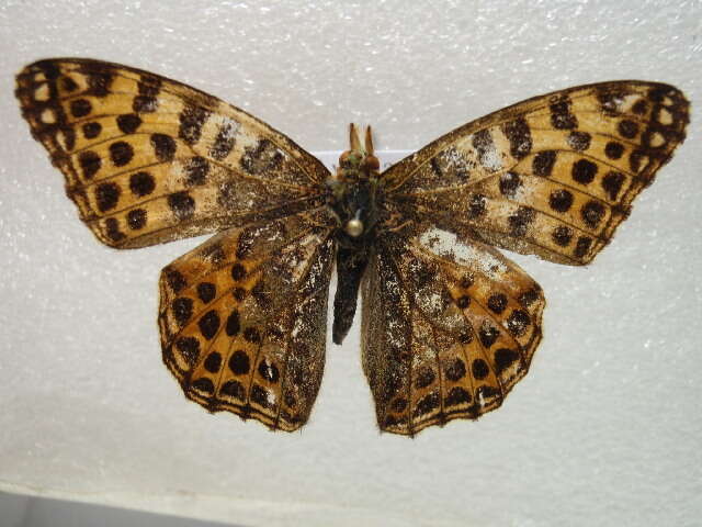 Image of Argynnis lathonia