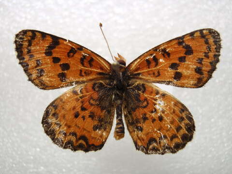 Image de Melitaea chitralensis Moore 1901