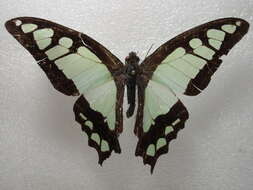 Image of Glassy Bluebottle Butterfly