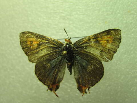 Image of <i>Cigaritis elima</i>