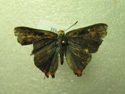 Image of <i>Cigaritis elima</i>